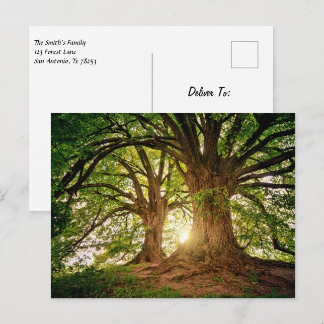 Postal Hermosa puesta de sol en el bosque (Anverso / Reverso)