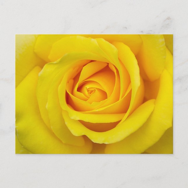 Postal Hermosa rosa amarilla (Anverso)