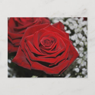 Postal Hermosa Rosa Roja
