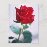 Hermosa Rosa Roja