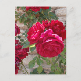 Postal Hermosa Rosa Roja