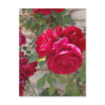 Hermosa Rosa Roja