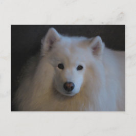 Postal Hermosa Samoyed