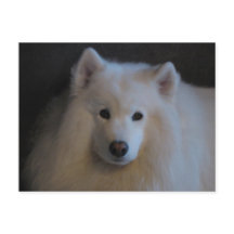 Hermosa Samoyed