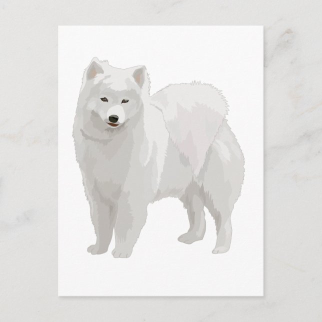 Postal Hermosa Samoyed (Anverso)