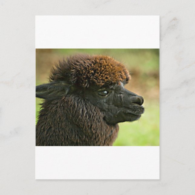 Postal Hermosa Savannah La Alpaca Suri (Anverso)