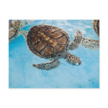 Hermosa tortuga marina