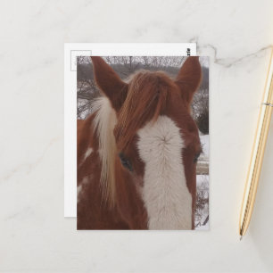 Postal Hermosa yegua de caballo de pintura invernal