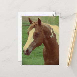 Postal Hermosa yegua Paint Horse de primavera