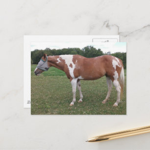 Postal Hermosa yegua Paint Horse en verano
