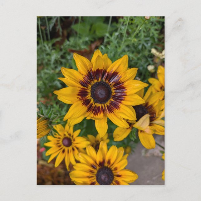 Postal Hermosas flores amarillas (Anverso)