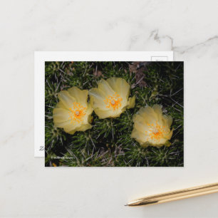 Postal Hermosas flores chilenas de cactus amarillos