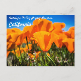 Postal Hermosas flores de amapola Naranja en un campo