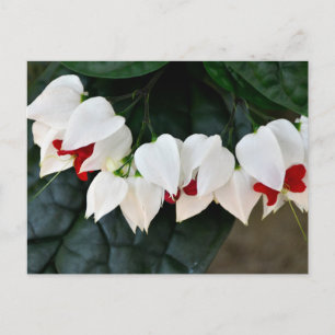 Postal Hermosas flores de corazón sangrante