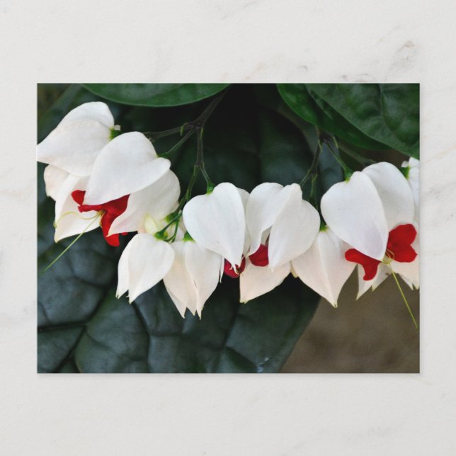 Postal Hermosas flores de corazón sangrante (Anverso)