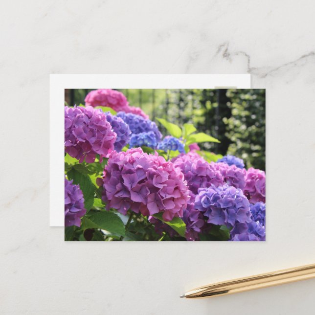 Postal Hermosas flores de hidrangea rosa y azul (Anverso/Reverso In Situ)