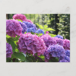 Postal Hermosas flores de hidrangea rosa y azul