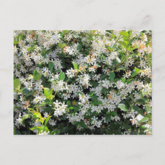 Postal Hermosas flores de jazmín