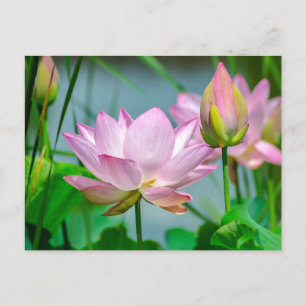 Postal Hermosas flores de loto rosadas