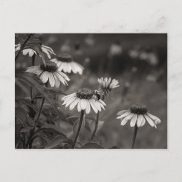 Postal Hermosas flores de margarita, fotografía de arte f