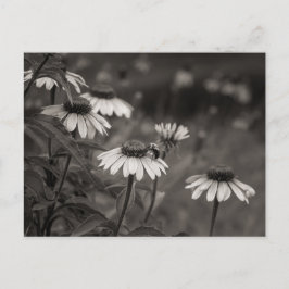 Postal Hermosas flores de margarita, fotografía de arte f