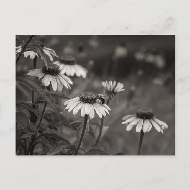 Postal Hermosas flores de margarita, fotografía de arte f (Anverso)