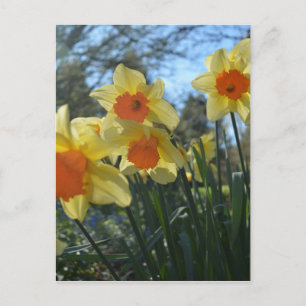 Postal Hermosas flores de narciso amarillas y naranjas de