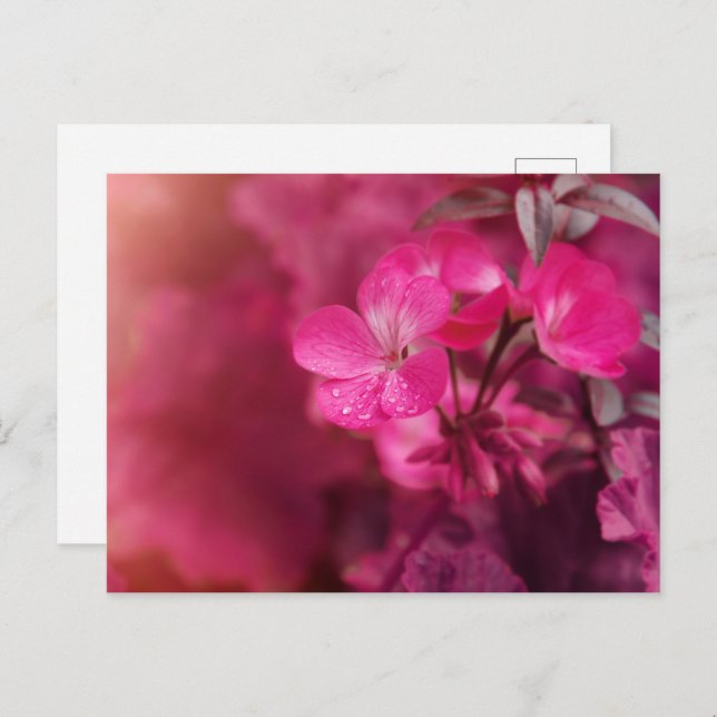 Postal Hermosas flores de primavera (Anverso / Reverso)