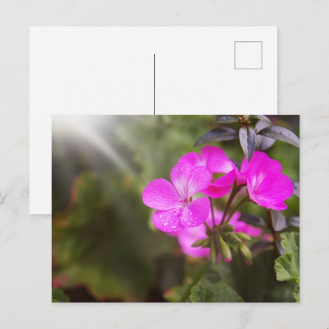 Postal Hermosas flores de primavera (Anverso / Reverso)