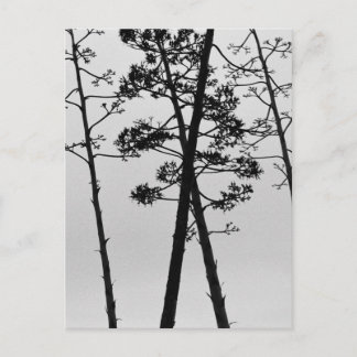 Postal Hermosas flores de tallo