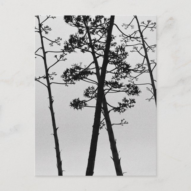 Postal Hermosas flores de tallo (Anverso)