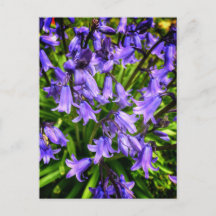 Hermosas flores moradas