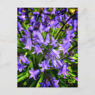 Postal Hermosas flores moradas