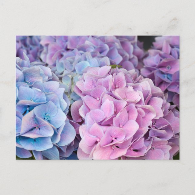 Postal Hermosas flores moradas, azules y rosadas de Hydra (Anverso)
