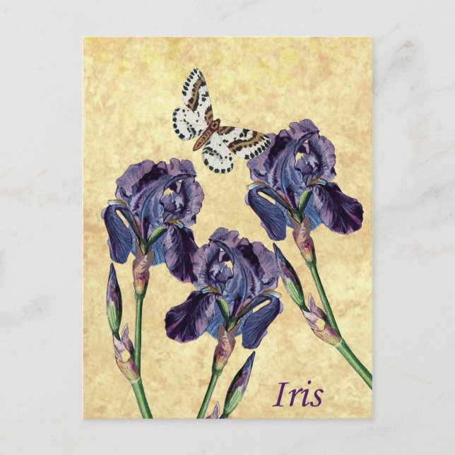 Postal Hermosas flores moradas de iris y mariposa (Anverso)
