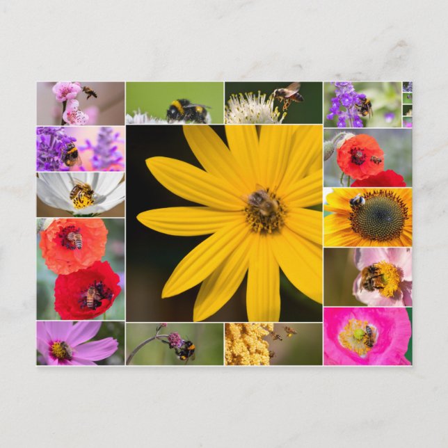 Postal ¡Hermosas flores para la primavera y el verano! (Anverso)