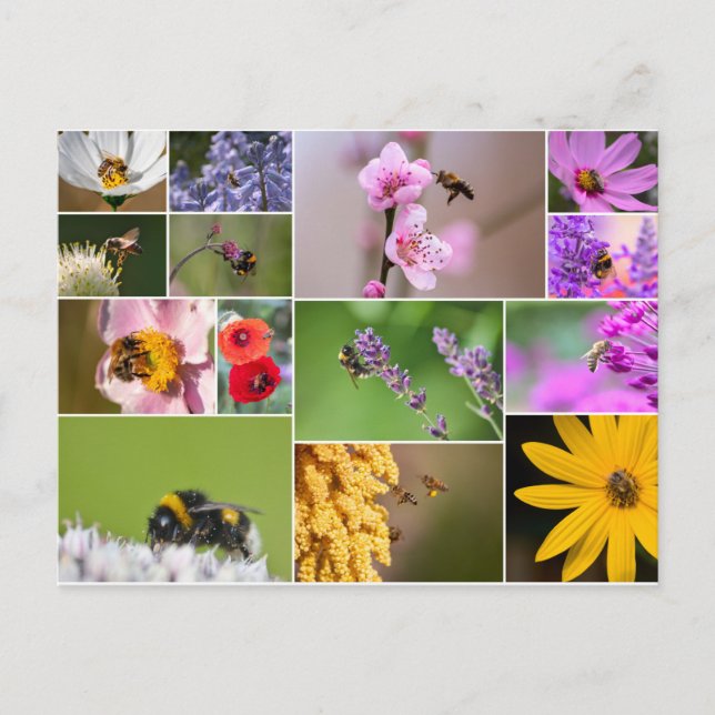 Postal ¡Hermosas flores para la primavera y el verano! (Anverso)