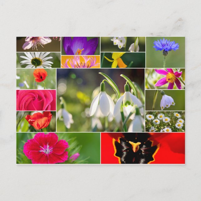 Postal Hermosas flores para sentimientos de primavera y v (Anverso)