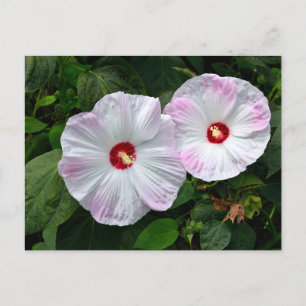 Postal Hermosas flores rosadas blancas de Hibiscus