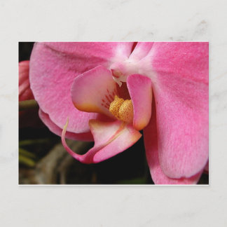 Postal Hermosas fotografías de orquídeas