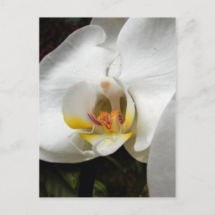 Postal Hermosas fotografías de orquídeas