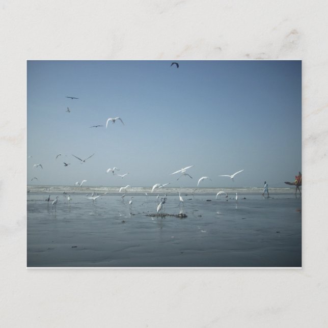 Postal Hermosas grullas volando sobre el ballet de la nat (Anverso)