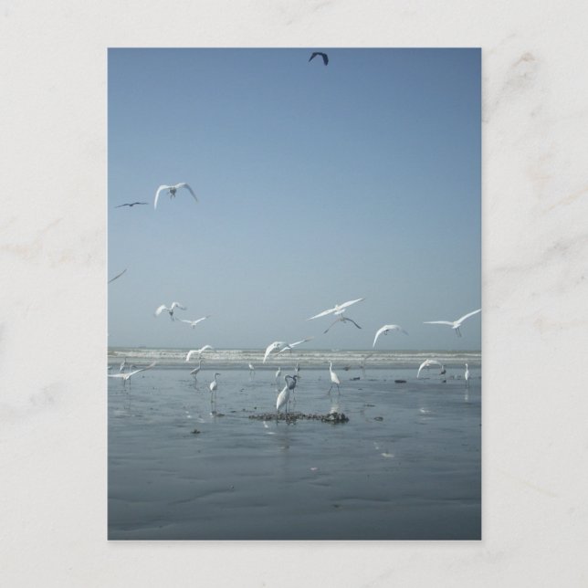 Postal Hermosas grullas volando sobre el ballet de la nat (Anverso)