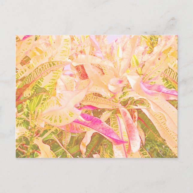 Postal Hermosas hojas de crotón (1) (Anverso)