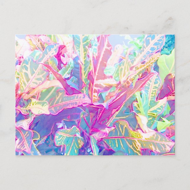 Postal Hermosas hojas de crotón (2) (Anverso)
