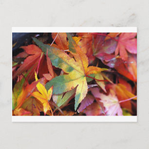 Postal Hermosas hojas de otoño impresas