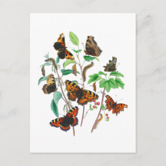 Postal Hermosas mariposas
