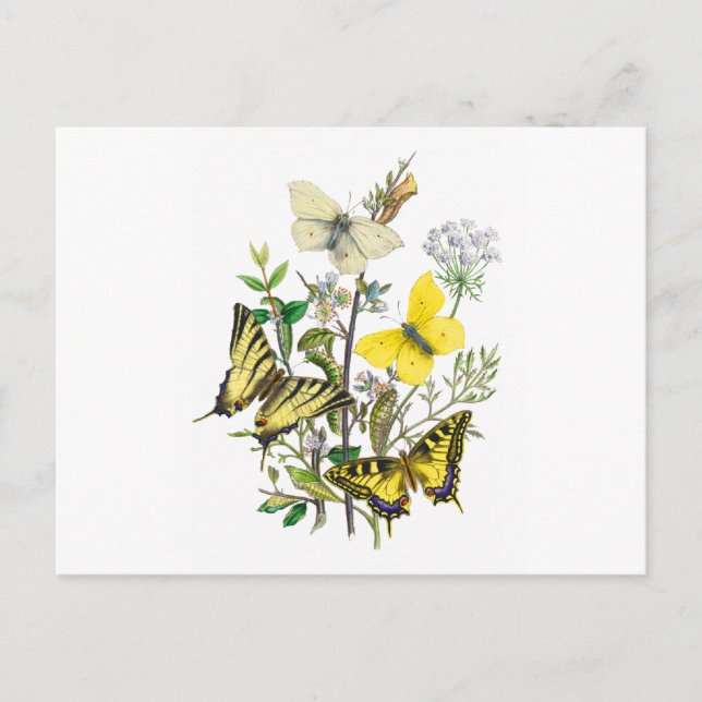Postal Hermosas mariposas (Anverso)
