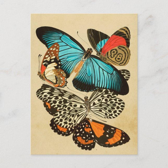 Postal Hermosas mariposas vintage Garden (Anverso)