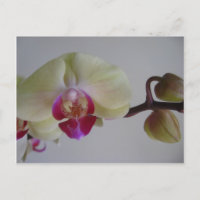 Hermosas orquídeas negras